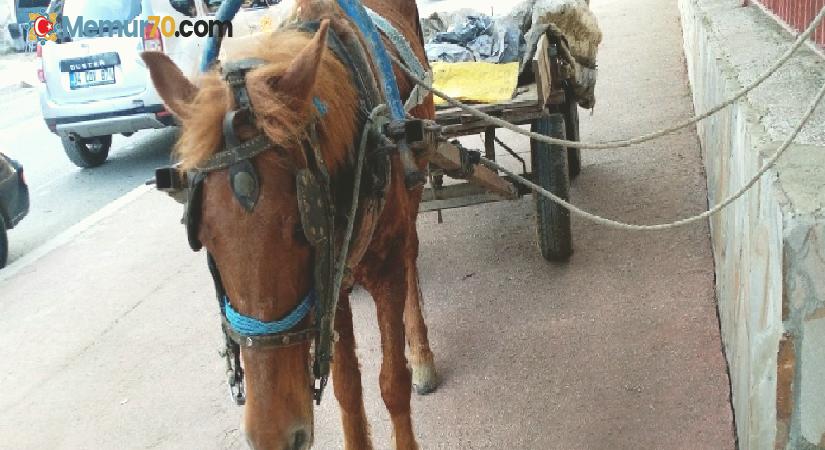 Sahibinden kaçan başıboş at trafikte tehlike saçtı