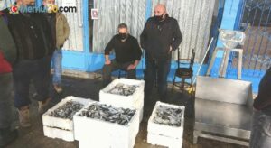 Balıkçılar gelecek yıl Karadeniz’de hamsi bolluğu bekliyor