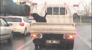 (Özel) Köpeğin 85 km hızla kamyonet kasasındaki tehlikeli yolculuğu kamerada