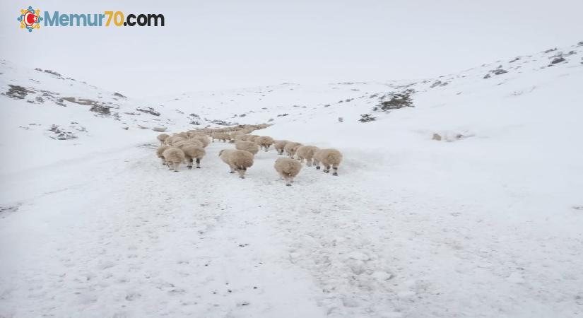 Yaylada mahsur kalan 4 çoban ve 2 bin küçükbaş hayvan kurtarıldı