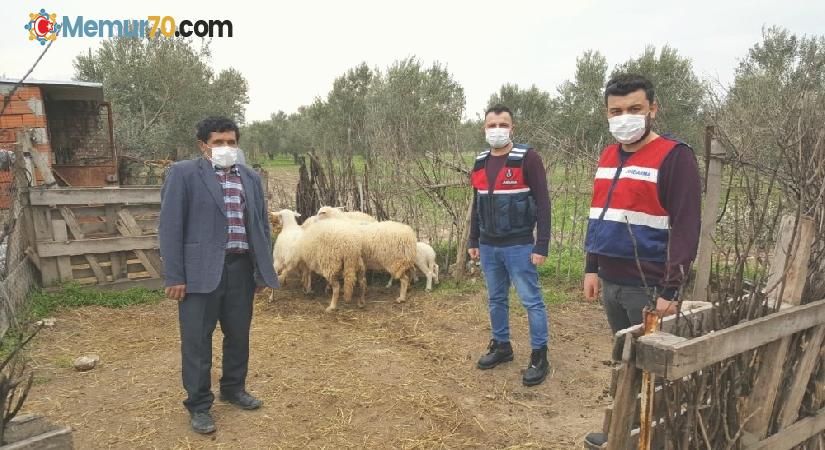 Ayvacık’ta çalınan 6 koyun jandarma ekiplerince bulundu