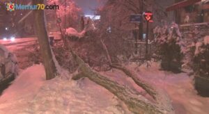 İstanbul’da yoğun kar yağışından dolayı ağaçlar devrildi
