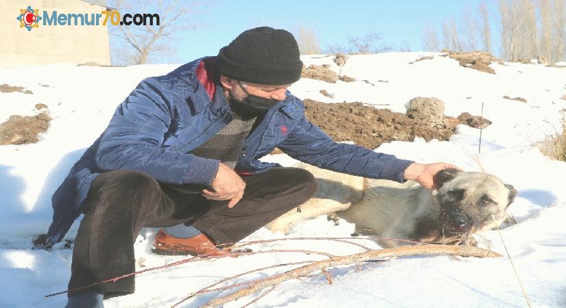 Kazlarını yiyen 2 köpeği av tüfeğiyle vurdu