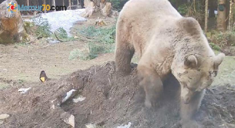 Telef olan ineğin bir kısmını yiyen ayı kalan kısmını gömdü