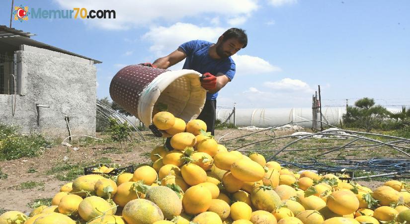 Çukurova’nın ilk kavun hasadı Mersin’de yapıldı