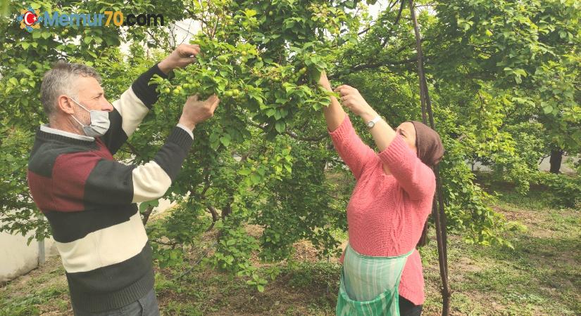 Hatay’da can eriğinin kilosu 60 liraya düştü