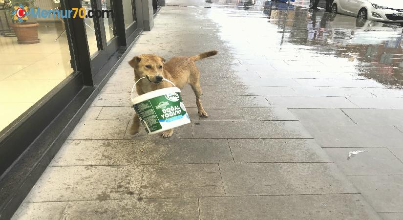 Sevimli köpeğin kovayla oyunu tebessüm ettirdi