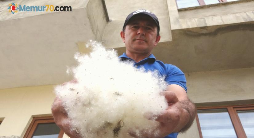 Dışarıyı beyaza bürüyen polenler görenleri şaşırttı