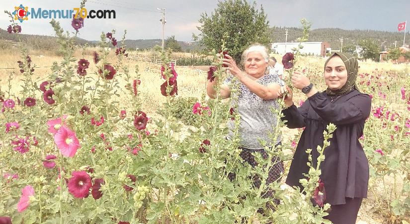 ’Deve gülü’ ekmek kapısı oldu