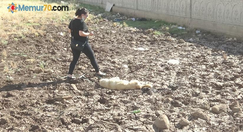 Diyarbakır’da bir köpek boynuna ip bağlanarak vahşice öldürüldü