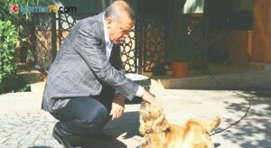 Erdoğan’dan hayvan hakları talimatı:  Meclis kapanmadan yasayı çıkarın