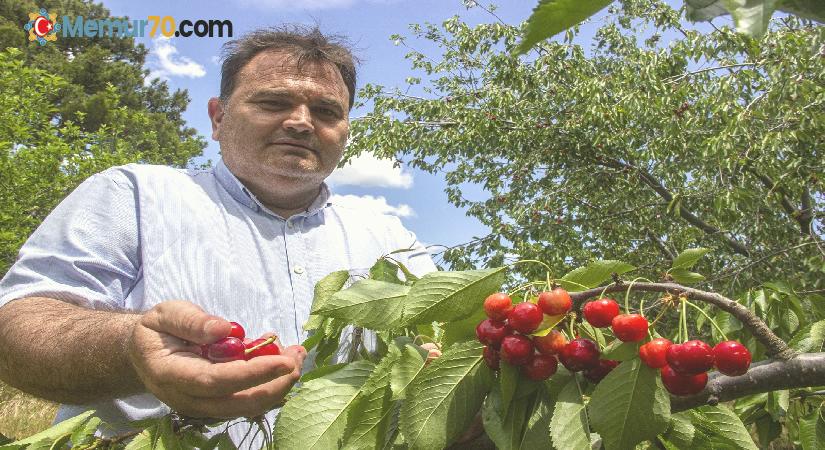 (Özel) Havran’da Kazdağları’nın eteklerinde kiraz hasadı başladı