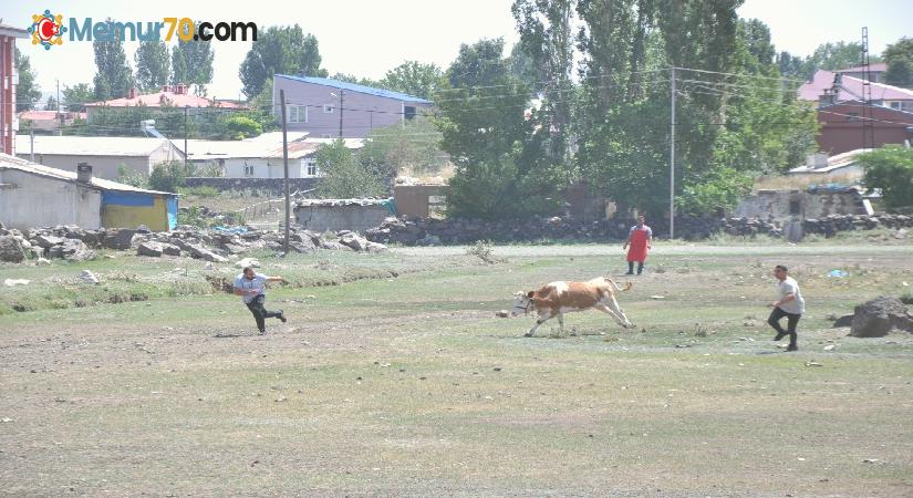 Kars’ta kurban kaçtı sahipleri kovaladı