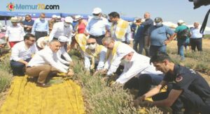 Manisa’da lavanta hasat şöleni