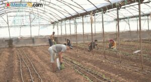 Antalya’da sezonun ilk domates fidanları toprakla buluştu
