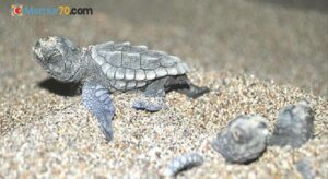 Bakanlıktan ölen deniz kaplumbağaları için suç duyurusu