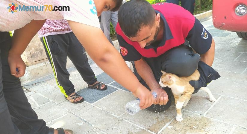 Balıklıgöl’de kedi kurtarma operasyonu