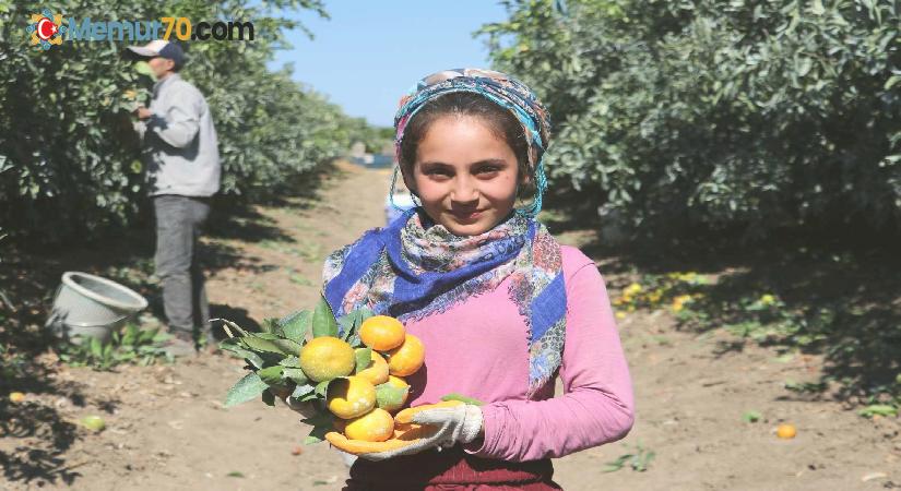 Adana’da mandalina hasadı sürüyor, fiyatı 1 liraya düştü