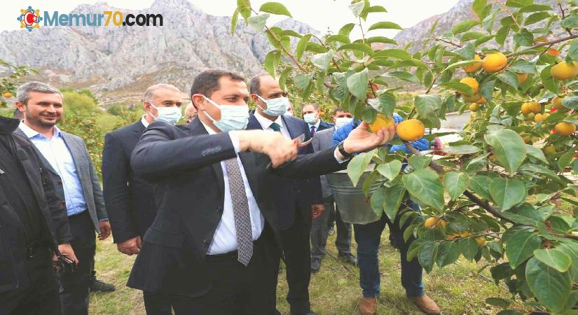 Amasya’da cennet hurması hasadı başladı: 600 tondan fazla rekolte bekleniyor