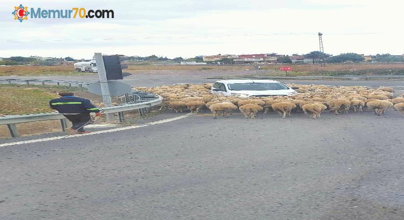 İstanbul-Tekirdağ yolunda araçların koyun sürüsüyle imtihanı: Tebessüm ettiren görüntüler