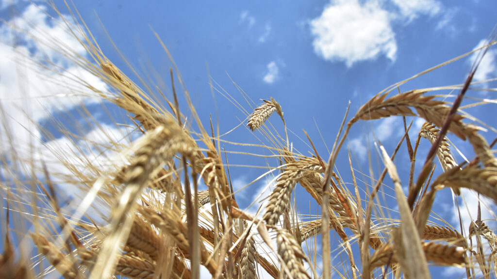 Buğday ithalatında 1.4 milyar nüfuslu Çin’i bile geride bıraktık