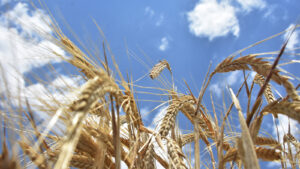 Buğday ithalatında 1.4 milyar nüfuslu Çin’i bile geride bıraktık