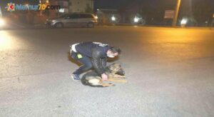 Polis kucaklayıp kenara aldığı yaralı köpeği severek acısını dindirmeye çalıştı