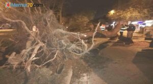 İzmir’de fırtına: Ağaçlar ve elektrik direkleri devrildi