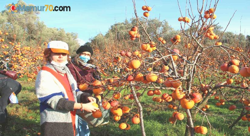 Trabzon hurması ihtiyaç sahipleri için hasat edildi