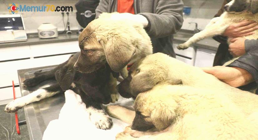 Ankara’da 4 köpek ölü bulundu