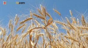 Dünya Bankası: Küresel buğday pazarında bozulma riski yüksek