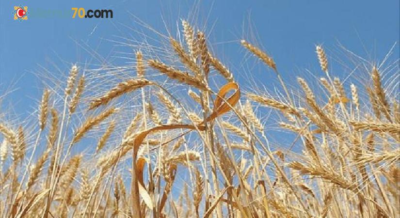 Dünya Bankası: Küresel buğday pazarında bozulma riski yüksek