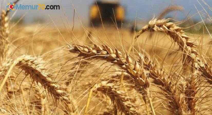 Bir ülke daha buğday ihracatını yasakladı