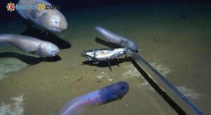 Hint Okyanusu’nda iki yeni balık türü keşfedildi