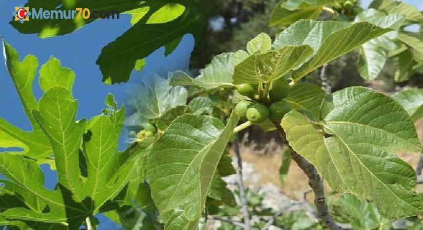 İncir yaprağının sivilceye faydaları nelerdir? Kuru incir yaprağı çayı nasıl yapılır?