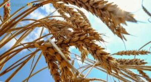 Buğday alım fiyatları üretimi teşvik edecek