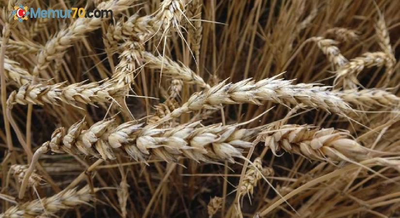 TMO’da buğday ve arpa alım taban fiyatları belirlendi