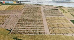 Türk bilim adamları soğuk ve kuraklığa dirençli buğday türü geliştiriyor