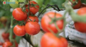 Türkiye’den 247 milyon 998 bin dolarlık domates ihracatı