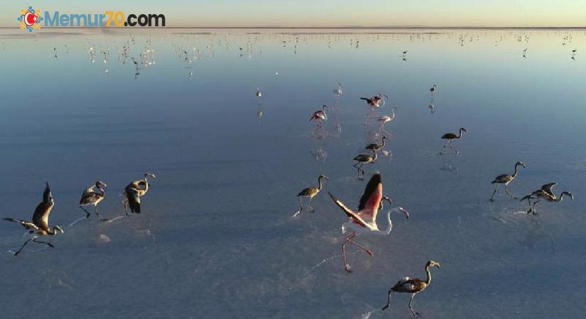 Bakan Kurum: Tuz Gölü flamingo cenneti olmaya devam edecek