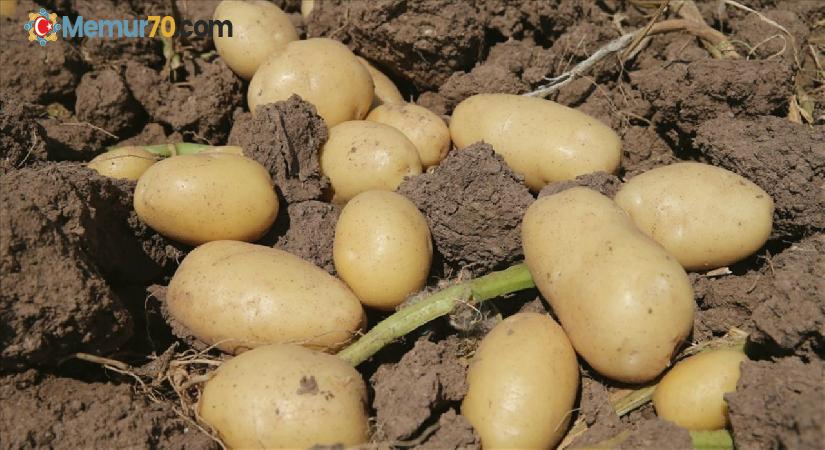 Fransa’da kuraklık patates hasadını vurdu