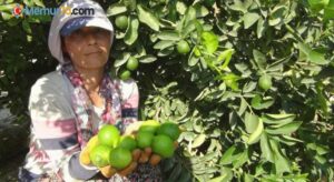 Lime cinsi limonda hasat başladı: Kilosu 50 lira