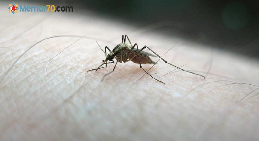 Sivrisineklerin insanları nasıl ayırt ettiği belirlendi