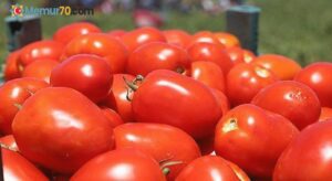 Türkiye’den 2 euroya domates alacaklar