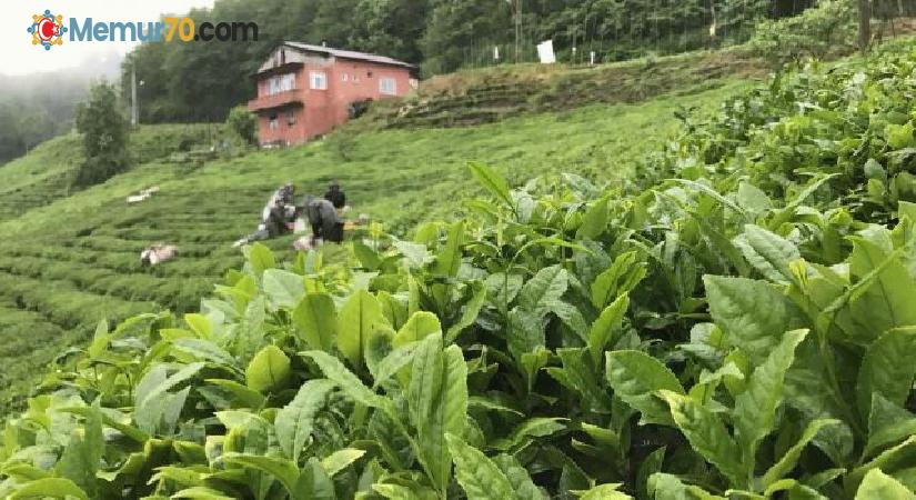 ÇAYKUR çay bedeli ödemelerine başladı