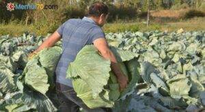 Dev lahanaların hasadı başladı: Tanesi 50 kilo