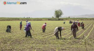 Kadın çiftçilere 10 milyar TL’lik destek
