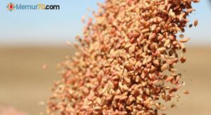 “Reis” buğdayında 4 bin ton tohumluk mahsul beklentisiyle ekime başlandı