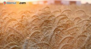 Rusya, ilhak edilen bölgelerden 5 milyon ton tahıl öngörüyor