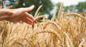 Tahıl anlaşmasının ardından buğday fiyatları düştü